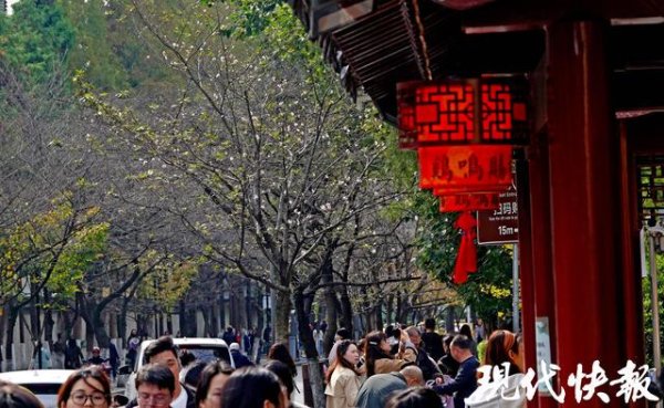 宏发证券 南京鸡鸣寺路樱花11月“反季”绽放，网友：春天来了？